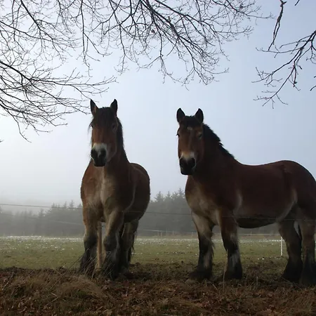 Fewo-rosenberger-sauerland Daire *