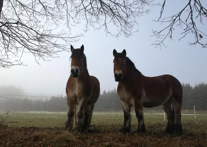 Fewo-rosenberger-sauerland Daire *